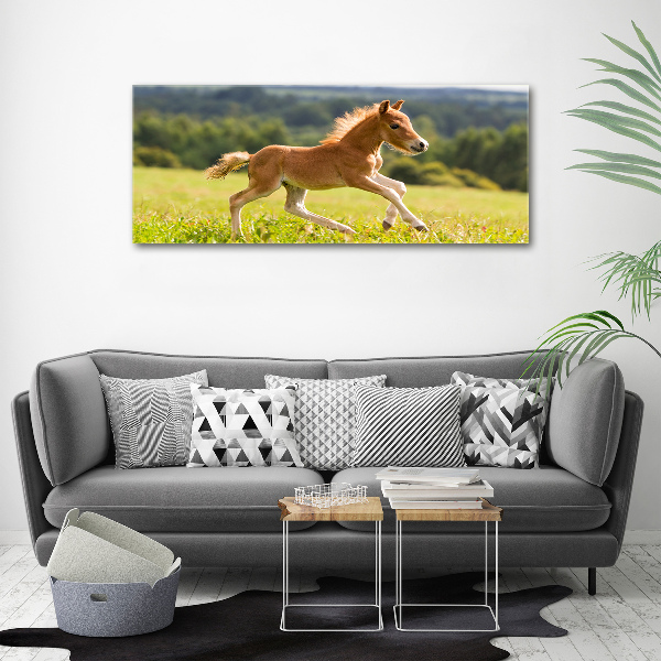 Large canvas wall art Foal at a gallop