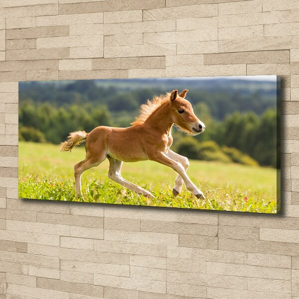 Large canvas wall art Foal at a gallop