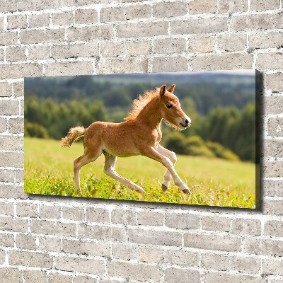 Large canvas wall art Foal at a gallop