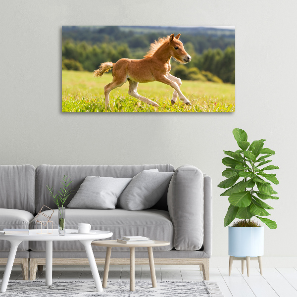 Large canvas wall art Foal at a gallop