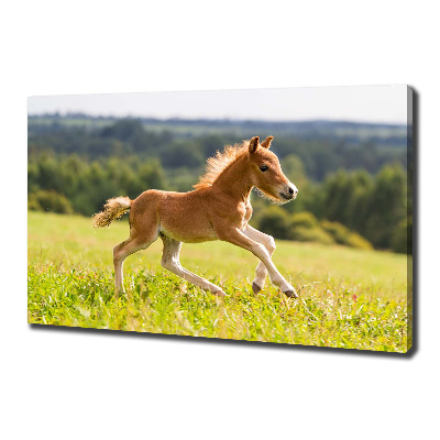 Large canvas wall art Foal at a gallop