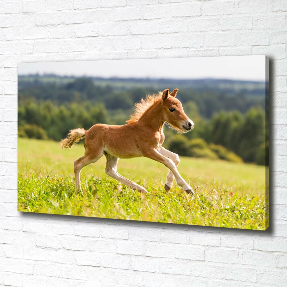 Large canvas wall art Foal at a gallop