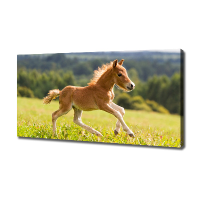 Large canvas wall art Foal at a gallop