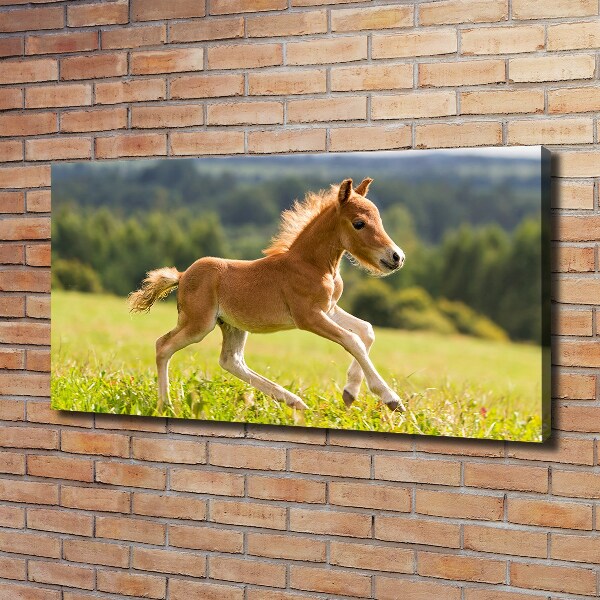 Large canvas wall art Foal at a gallop