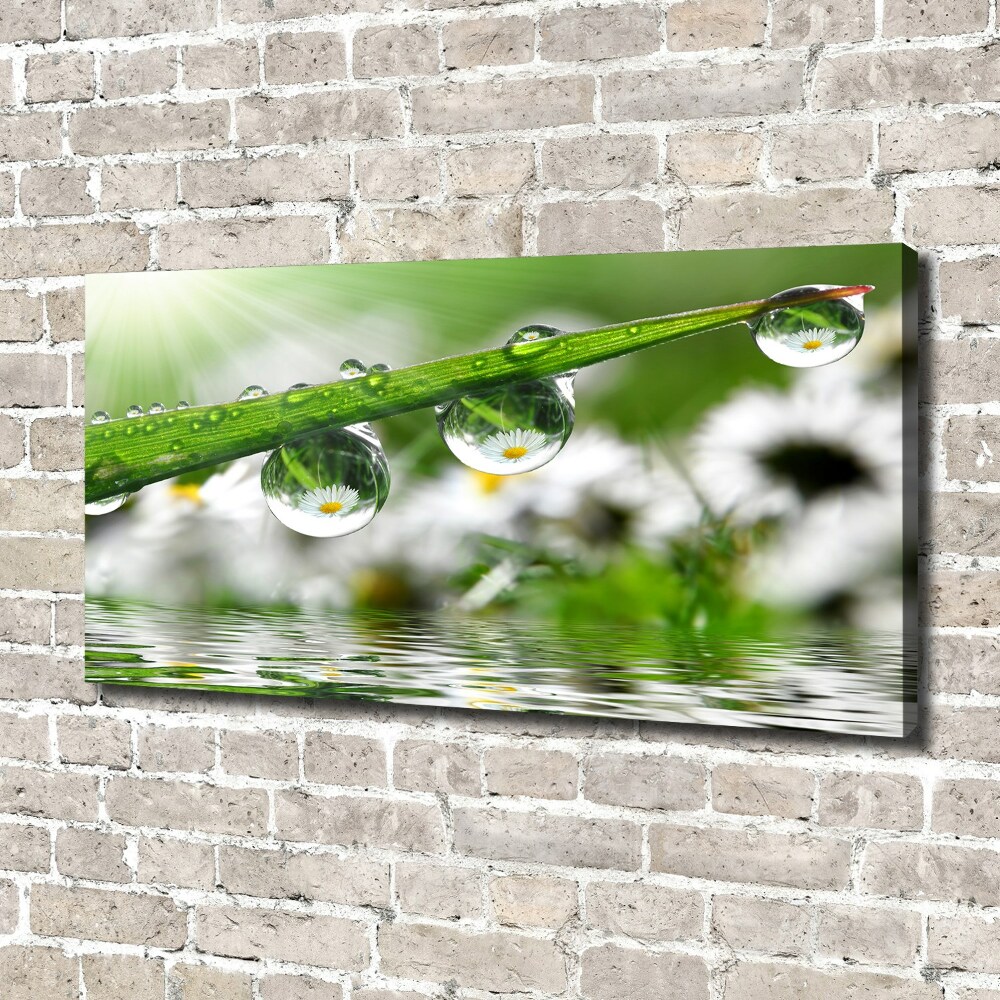 Canvas wall art Drops on the grass