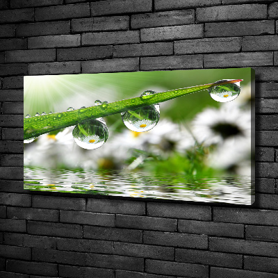 Canvas wall art Drops on the grass