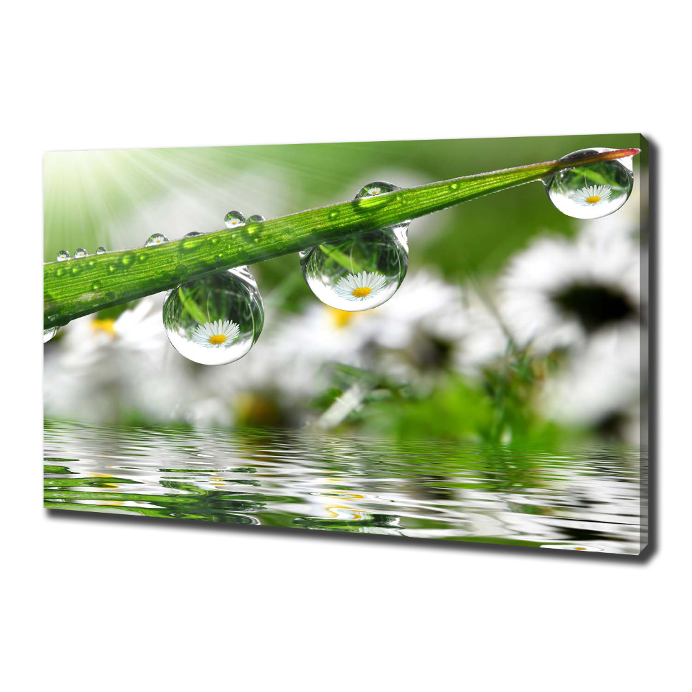 Canvas wall art Drops on the grass