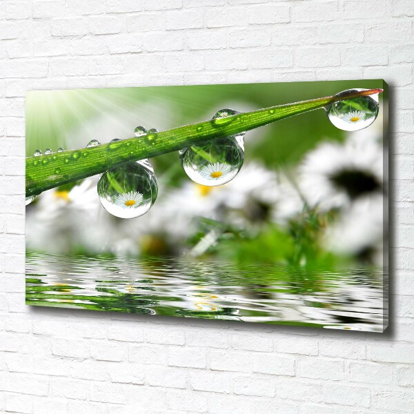 Canvas wall art Drops on the grass