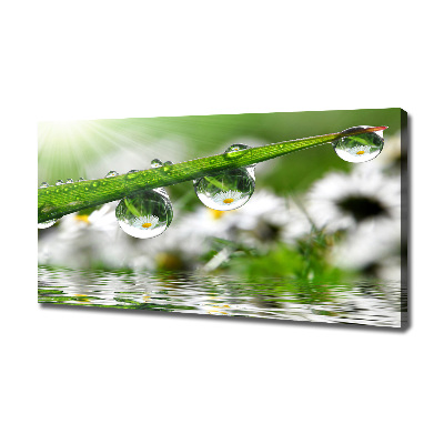 Canvas wall art Drops on the grass