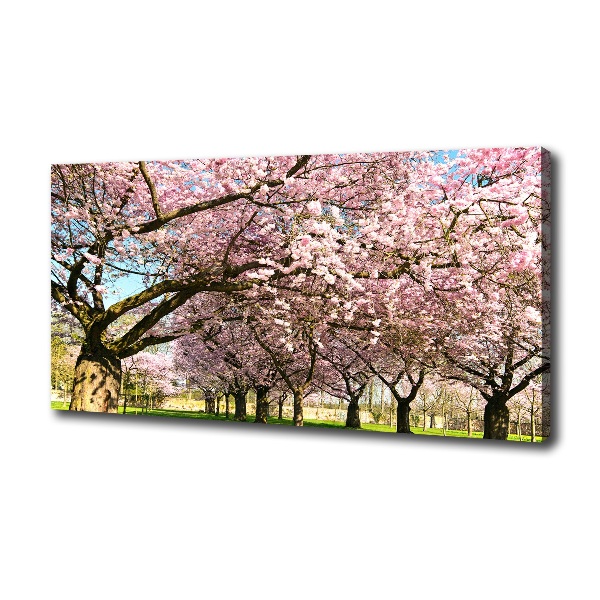 Cherry trees