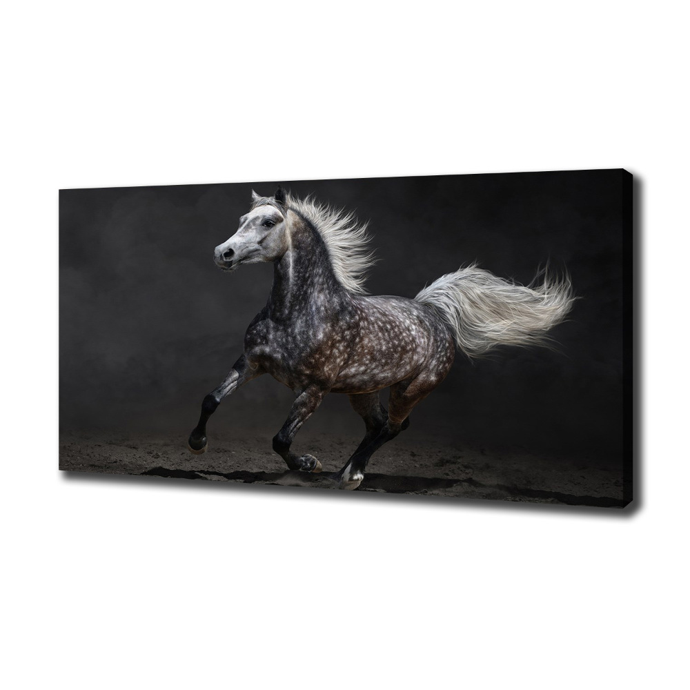 Canvas wall art Gray Arabian horse