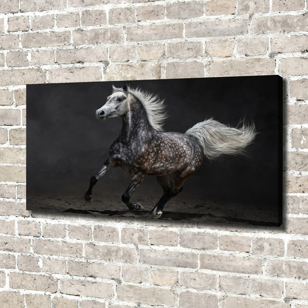 Canvas wall art Gray Arabian horse