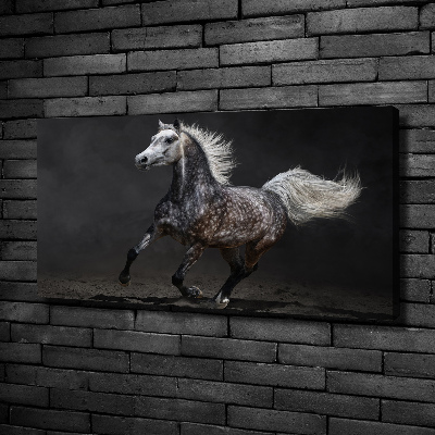 Canvas wall art Gray Arabian horse