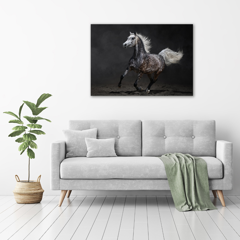 Canvas wall art Gray Arabian horse