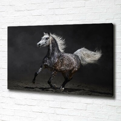 Canvas wall art Gray Arabian horse