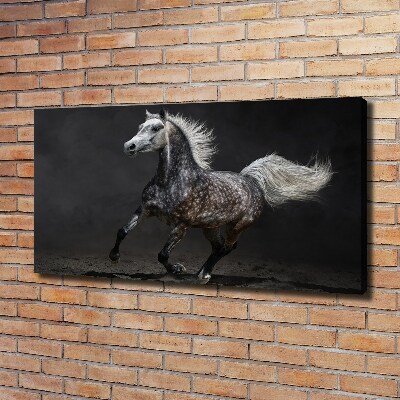 Canvas wall art Gray Arabian horse