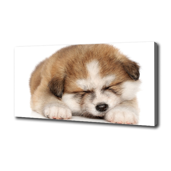 Akita puppy