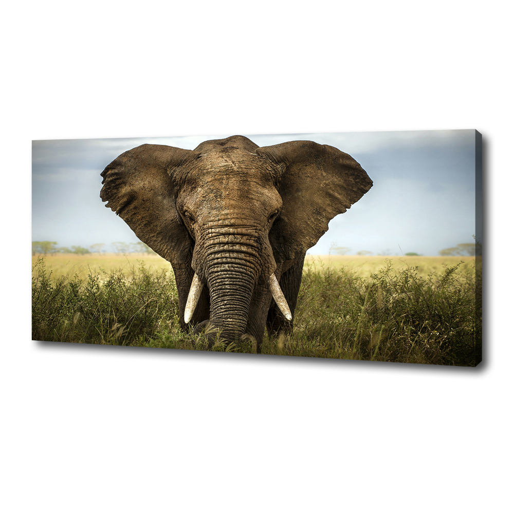 Wall art canvas large Elephant in the savanna