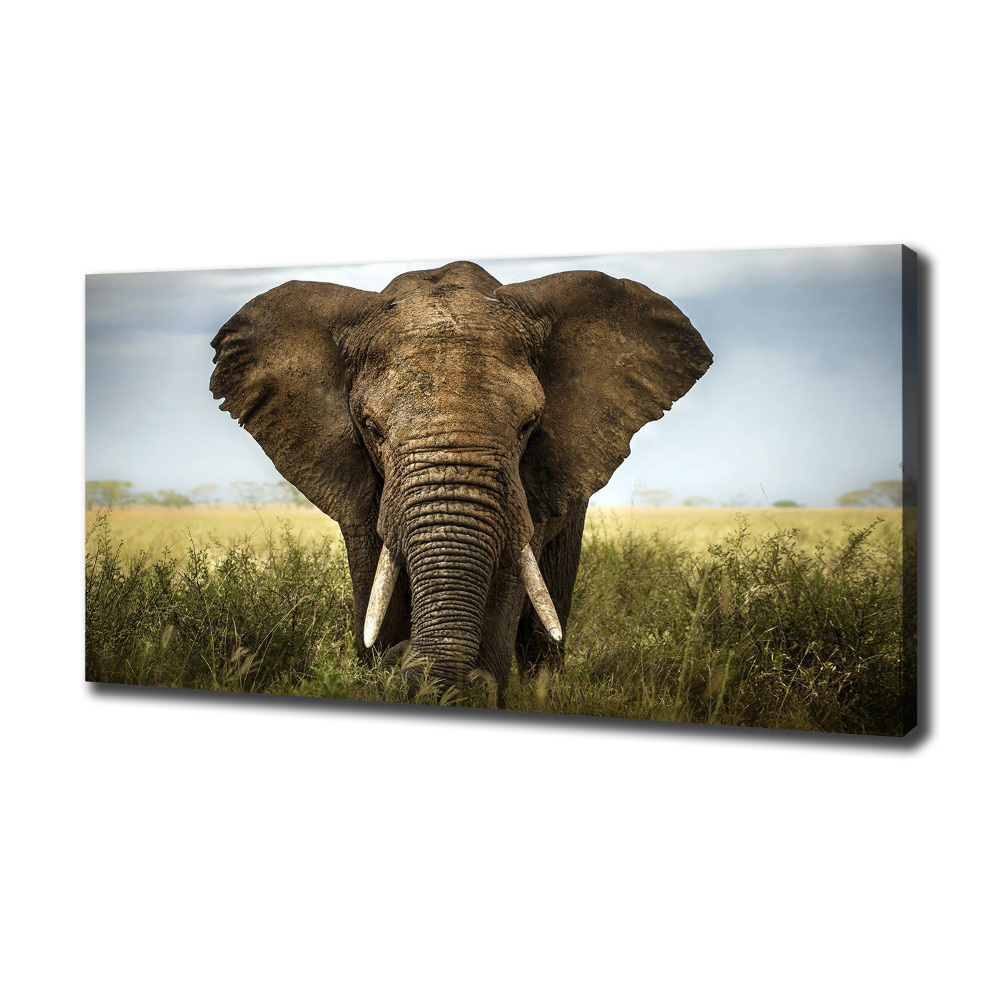 Wall art canvas large Elephant in the savanna