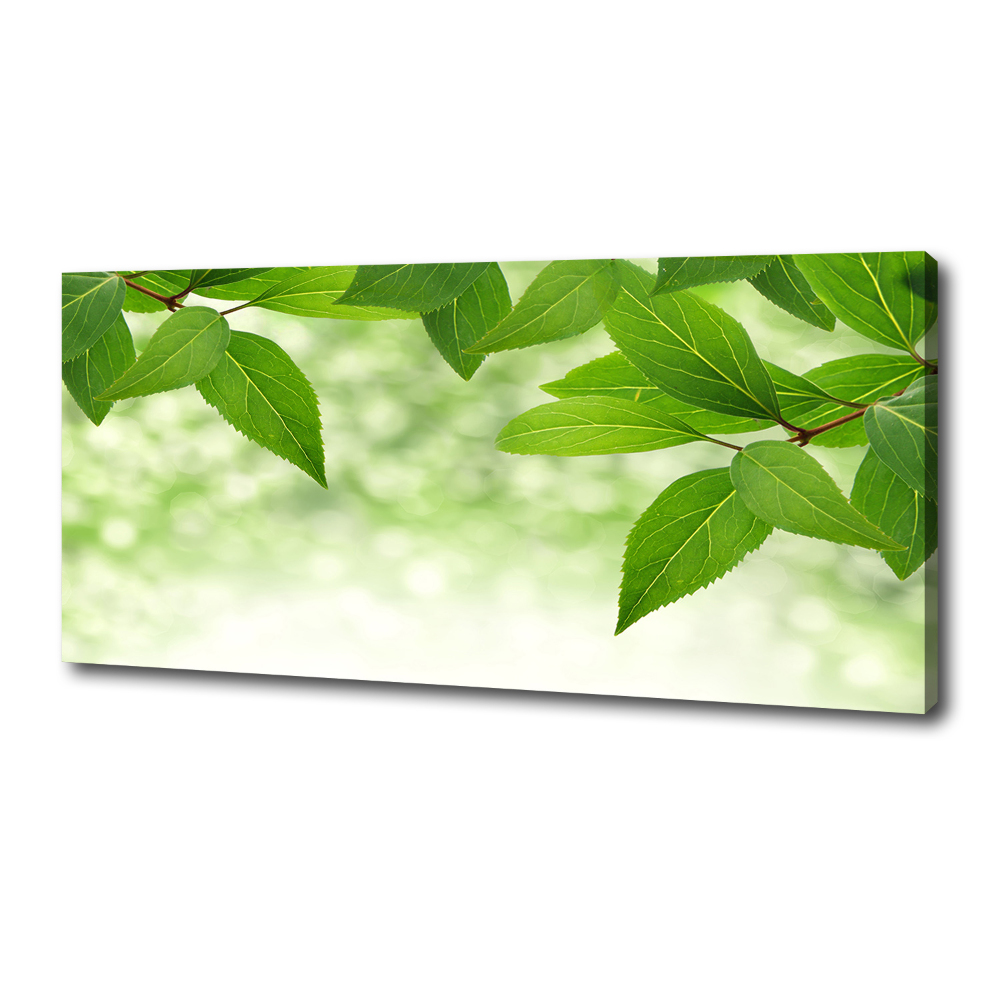 Canvas wall art Green leaves