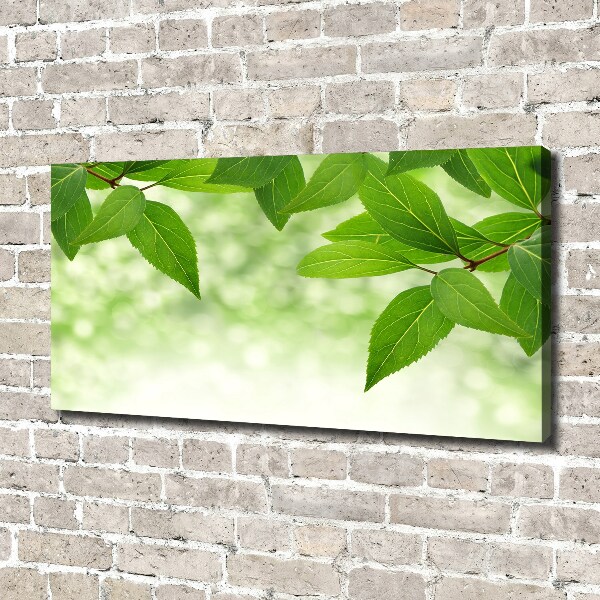 Canvas wall art Green leaves