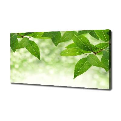 Canvas wall art Green leaves