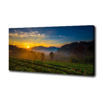 Canvas wall art Tea plantation