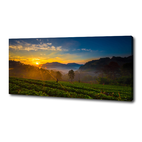 Canvas wall art Tea plantation