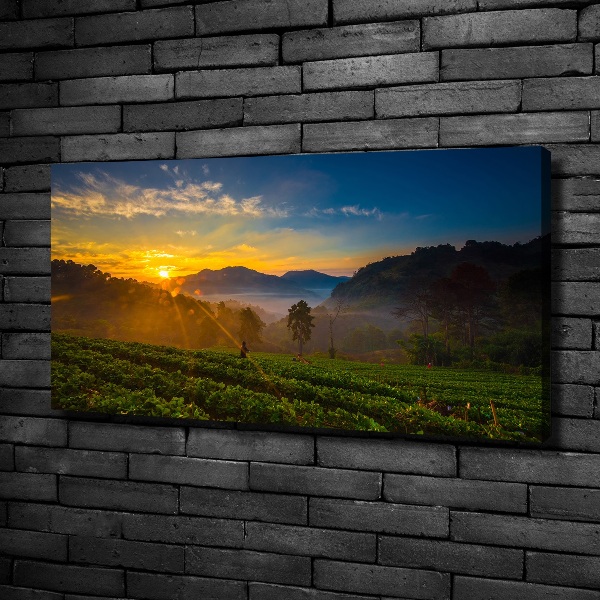 Canvas wall art Tea plantation