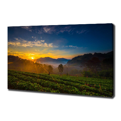 Canvas wall art Tea plantation