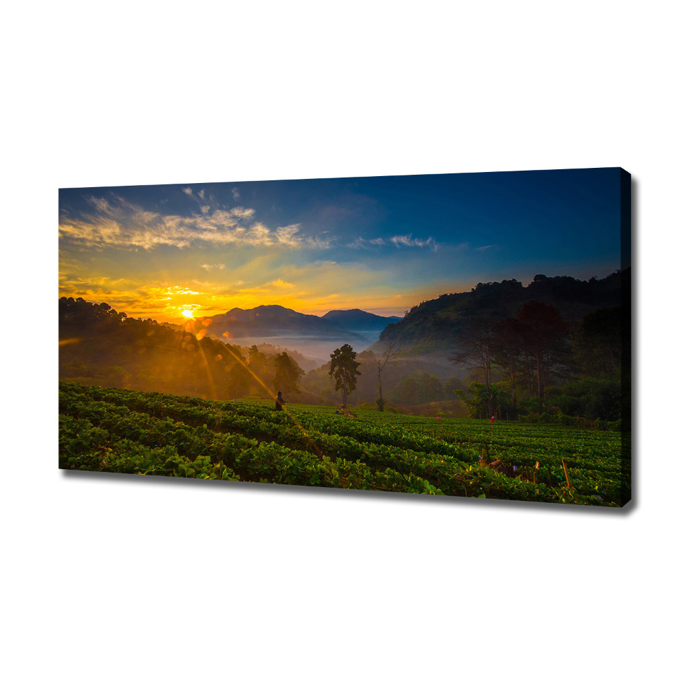 Canvas wall art Tea plantation