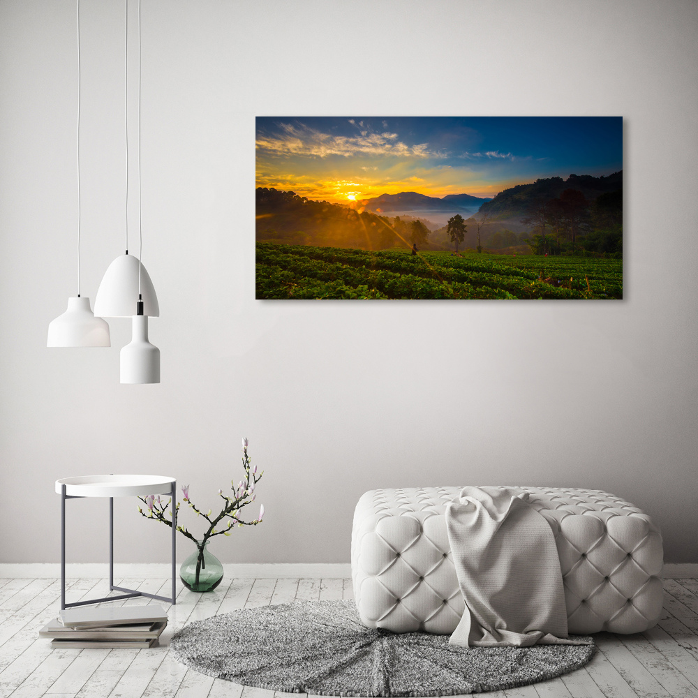 Canvas wall art Tea plantation