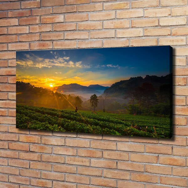 Canvas wall art Tea plantation