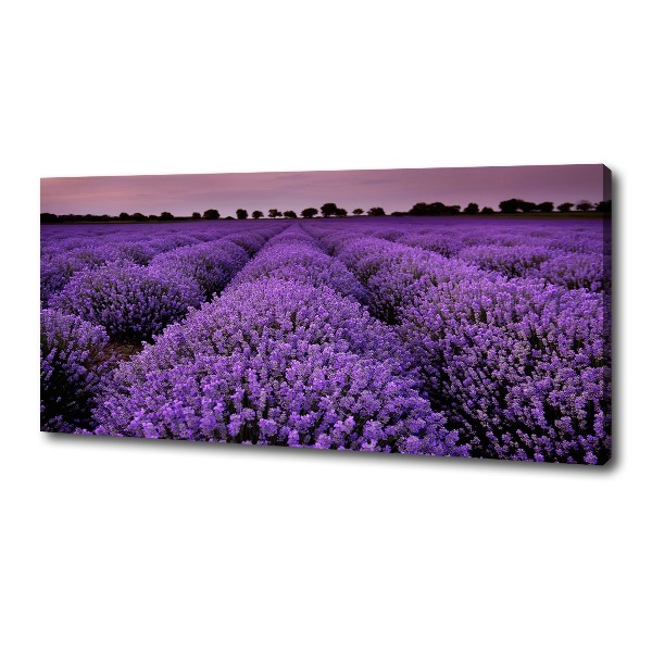 Canvas wall art Lavender field