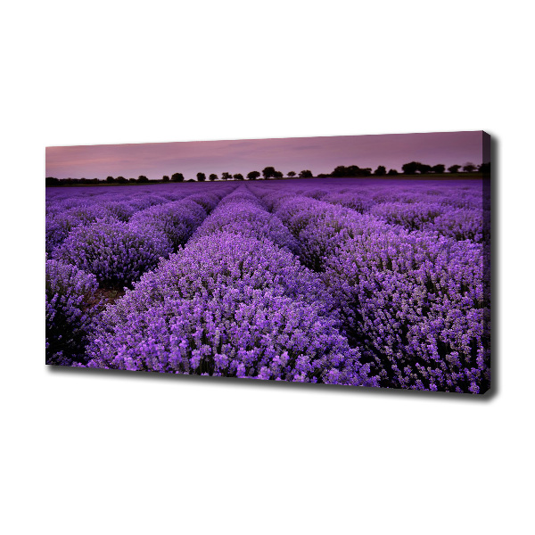 Canvas wall art Lavender field