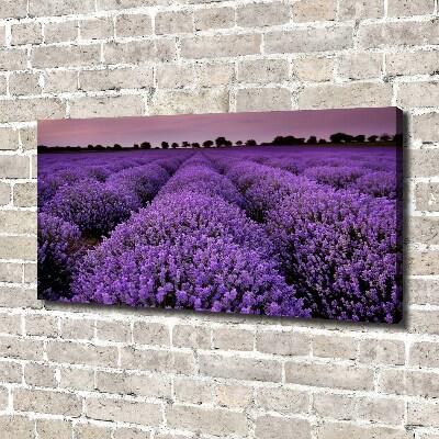 Canvas wall art Lavender field