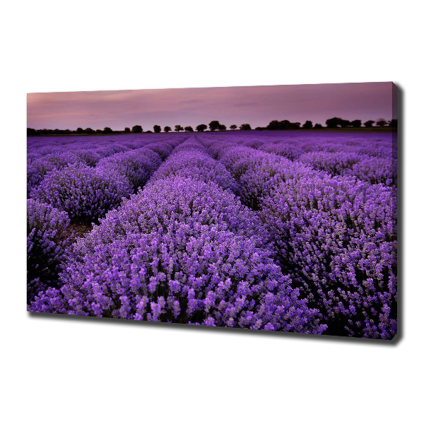 Canvas wall art Lavender field