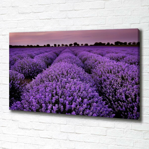 Canvas wall art Lavender field