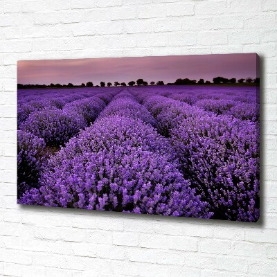 Canvas wall art Lavender field