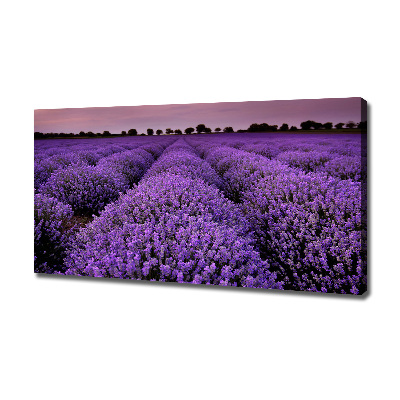 Canvas wall art Lavender field