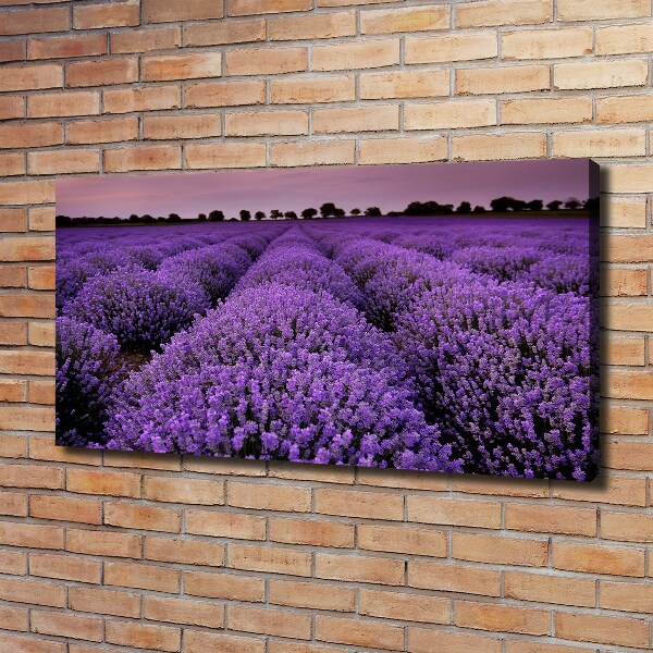 Canvas wall art Lavender field