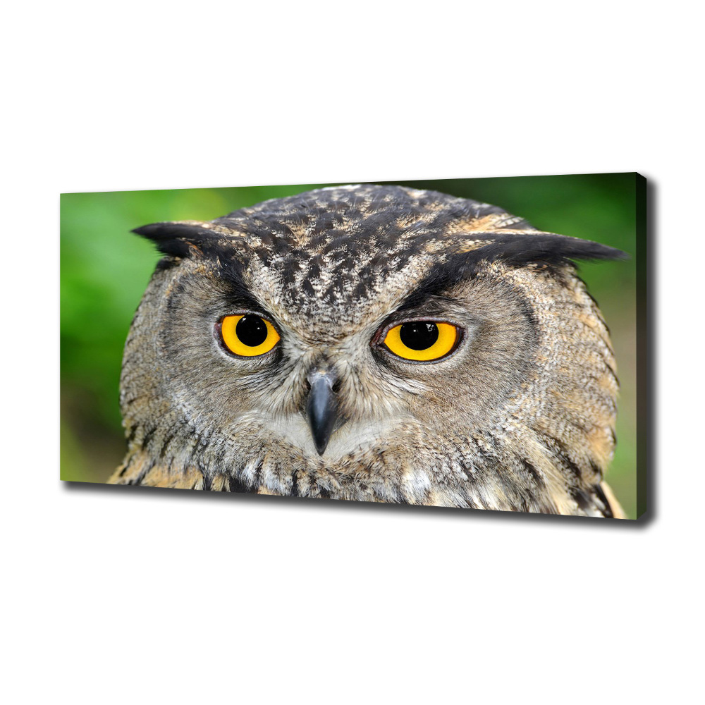 Large canvas wall art Owl