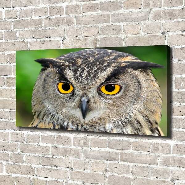 Large canvas wall art Owl