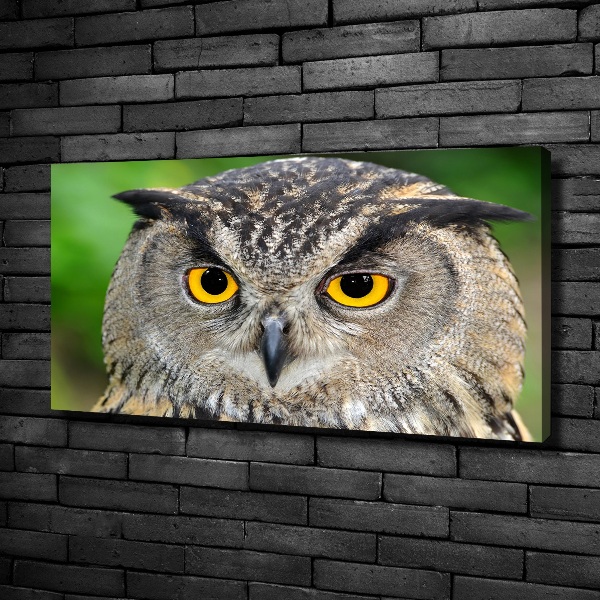 Large canvas wall art Owl