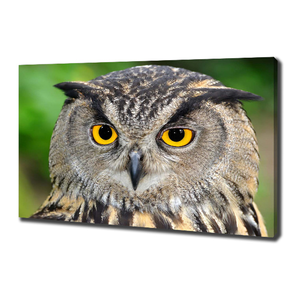 Large canvas wall art Owl