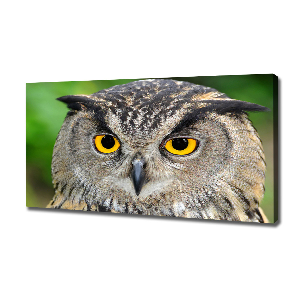 Large canvas wall art Owl