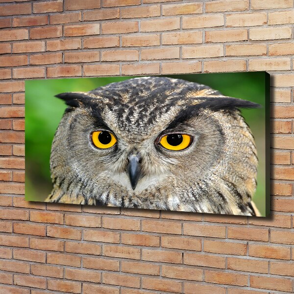 Large canvas wall art Owl