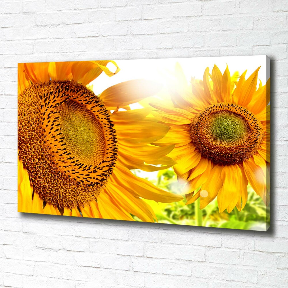 Canvas wall art Sunflowers