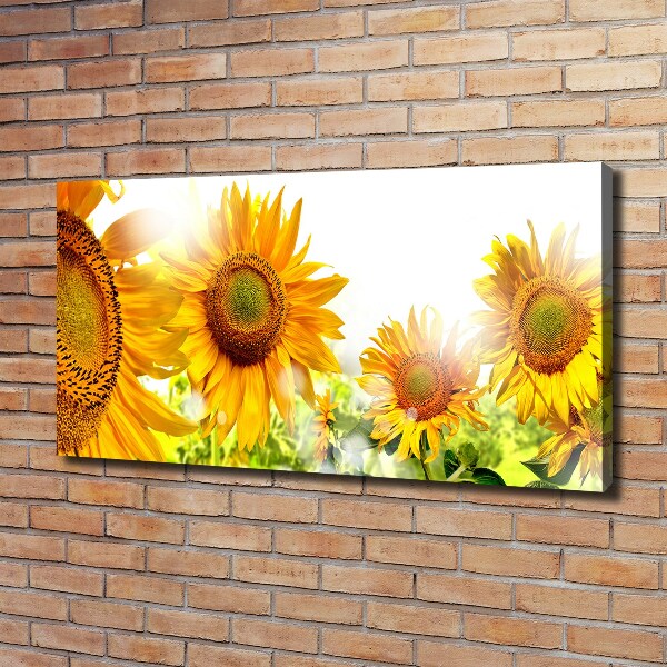 Canvas wall art Sunflowers