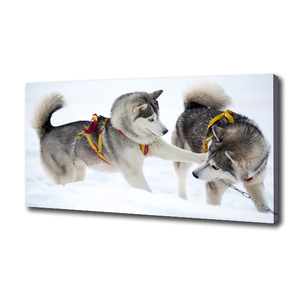 Canvas print Husky in winter